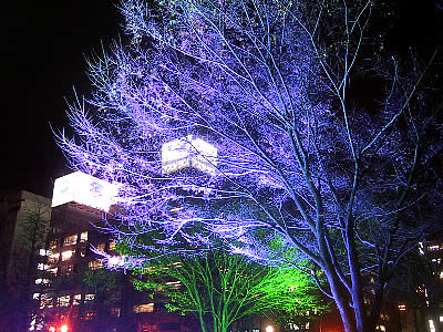 札幌|ホワイトイルミネーション|写真