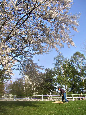 札幌|農試公園|桜