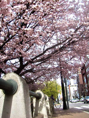 札幌|桜(札幌市資料館前)