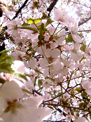 札幌|桜(札幌市資料館前)