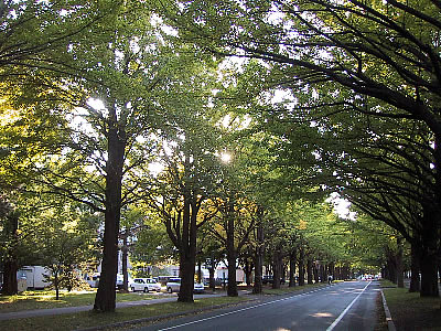 北海道大学イチョウ並木|写真