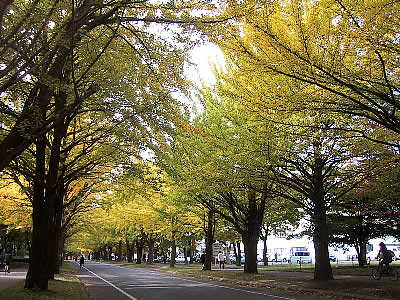 北海道大学イチョウ並木|写真