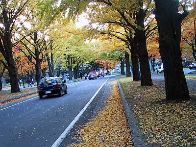 北海道大学イチョウ並木|写真