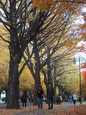 北海道大学イチョウ並木|写真