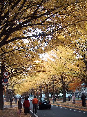北海道大学イチョウ並木|写真
