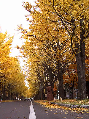 北海道大学イチョウ並木|写真