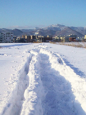 北海道大学第一農場|写真