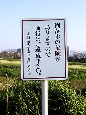 札幌|北海道大学ポプラ並木