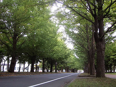 北海道大学|イチョウ並木|写真