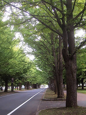 北海道大学|イチョウ並木|写真