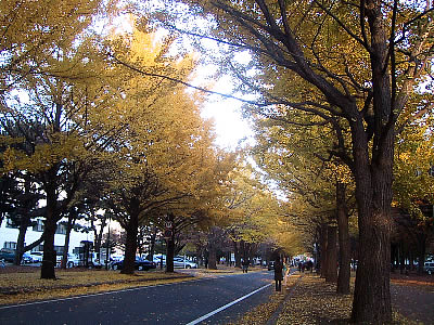 北海道大学|イチョウ並木|写真