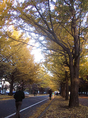 北海道大学|イチョウ並木|写真