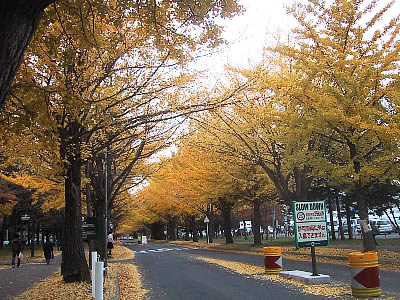 北海道大学|イチョウ並木|写真