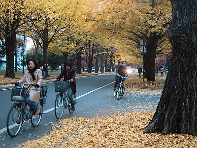 北海道大学|イチョウ並木|写真