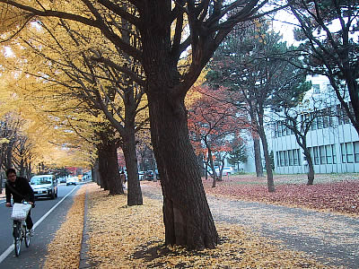 北海道大学|イチョウ並木|写真