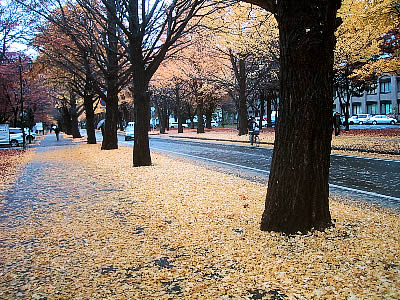北海道大学|イチョウ並木|写真