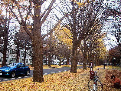 北海道大学|イチョウ並木|写真