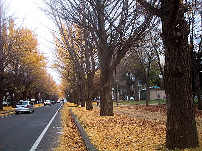 北海道大学|イチョウ並木|写真