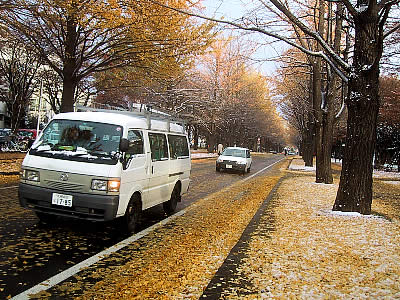 北海道大学|イチョウ並木|写真