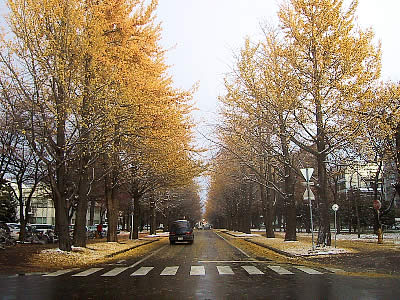 北海道大学|イチョウ並木|写真