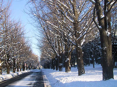 北海道大学|イチョウ並木|写真