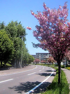 札幌|八重桜|八軒公務員合同宿舎