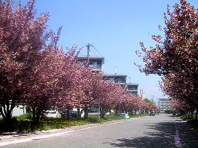 札幌|八重桜|八軒公務員合同宿舎