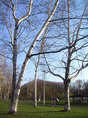 札幌|真駒内公園