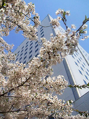 桜の季節 札幌第一合同庁舎前 札幌ランドスケープ