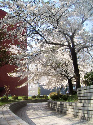 桜の季節 札幌第一合同庁舎前 札幌ランドスケープ