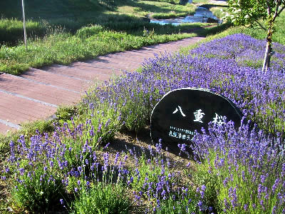 北海道|札幌|ラベンダー