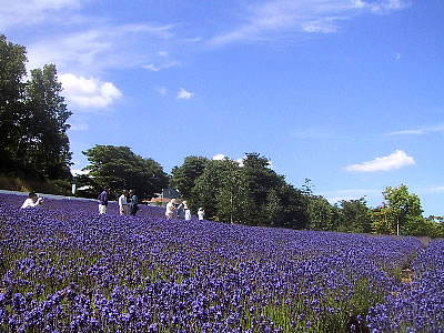 ラベンダー畑 北海道東海大学 札幌ランドスケープ