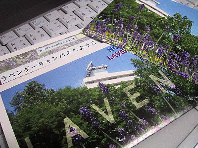 札幌|北海道東海大学|ラベンダー