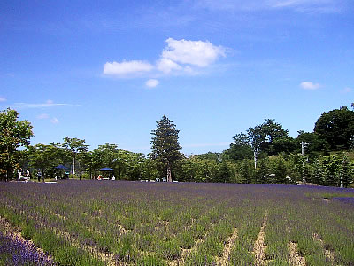 札幌|北海道東海大学|ラベンダー