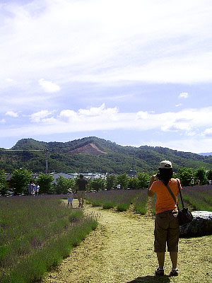札幌|北海道東海大学|ラベンダー