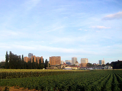 北海道大学|北大第一農場