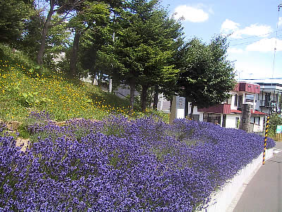 札幌|南沢|ラベンダー発祥の地