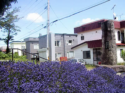 札幌|南沢|ラベンダー発祥の地