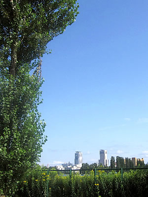 北海道大学|平成ポプラ並木|写真