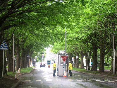 北海道大学|イチョウ並木|写真